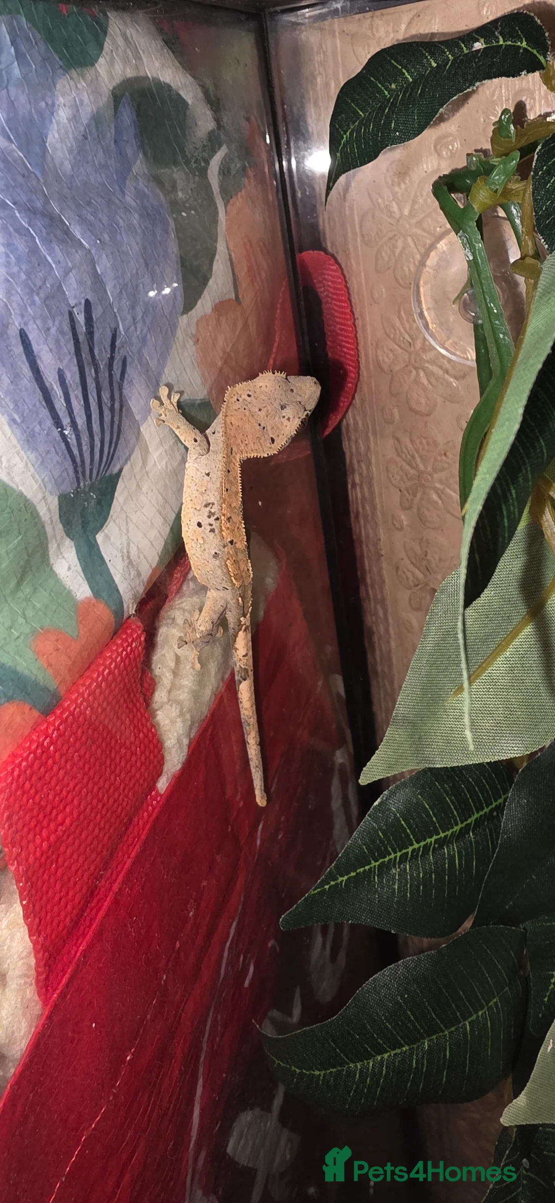 Gecko reptiles for sale: 2 baby crested geckos  - Advert 2