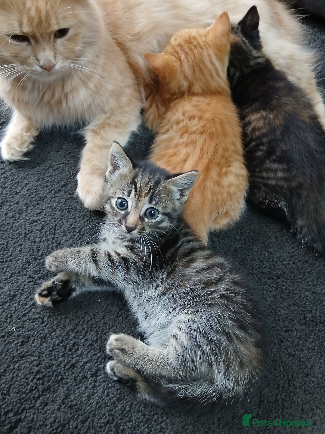 British Shorthair cats for sale: 3 beautiful kittens looking for forever home. - Advert 12
