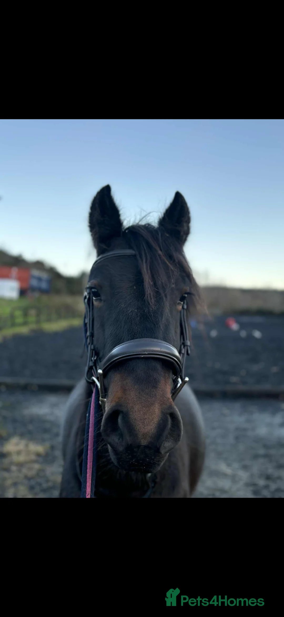 Swedish Warmblood horses for sale: Dutch warmblood mare and gelding - Advert 2