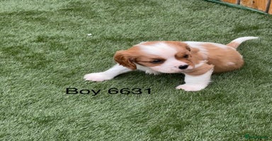 Cavalier King Charles Spaniel dogs - Advert 1