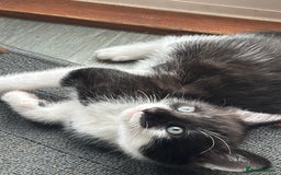Mixed Breed cats for sale: Stunning litter of 7 kittens - Image 19