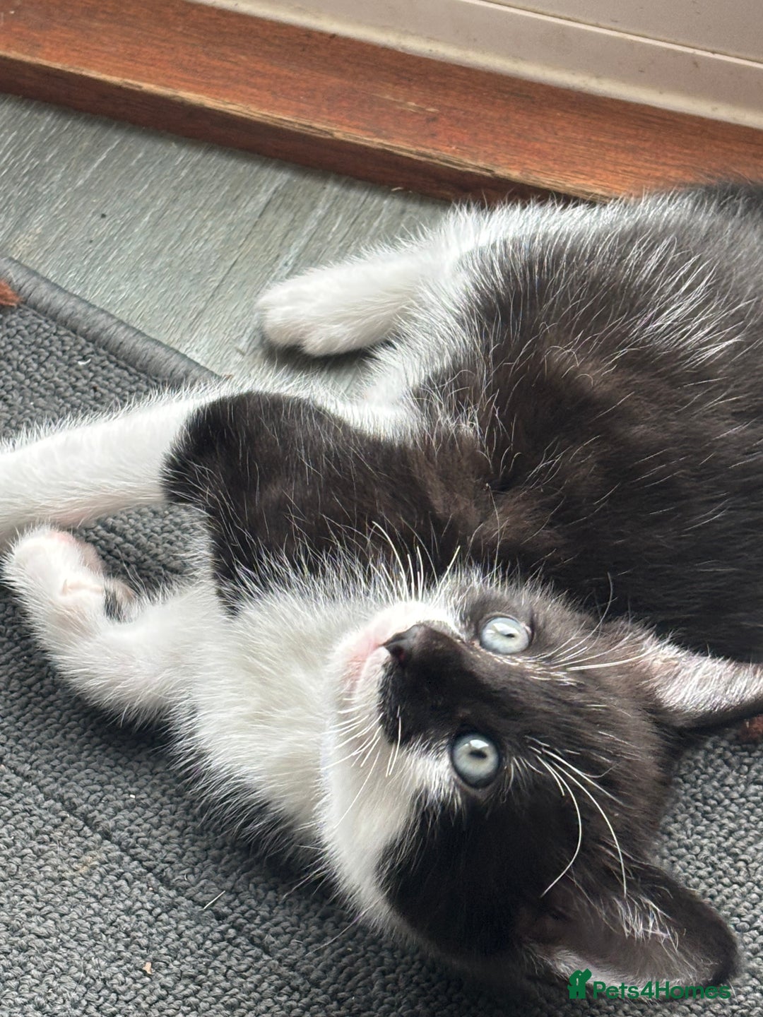 Mixed Breed cats for sale: Stunning litter of 7 kittens - Image 19