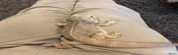 Bearded Dragon reptiles for sale: Male bearded dragon - Advert 7