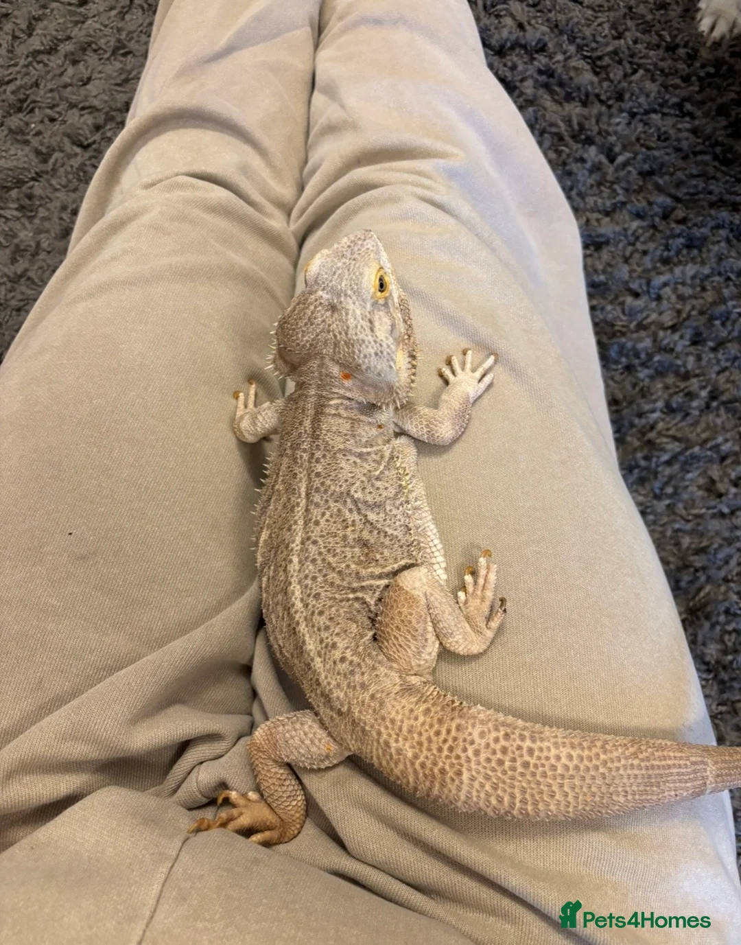 Bearded Dragon reptiles for sale: Male bearded dragon - Advert 7