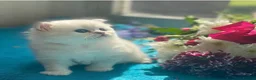 Persian cats for stud: Chinchilla Persian Silver Tip Stud - Advert 6