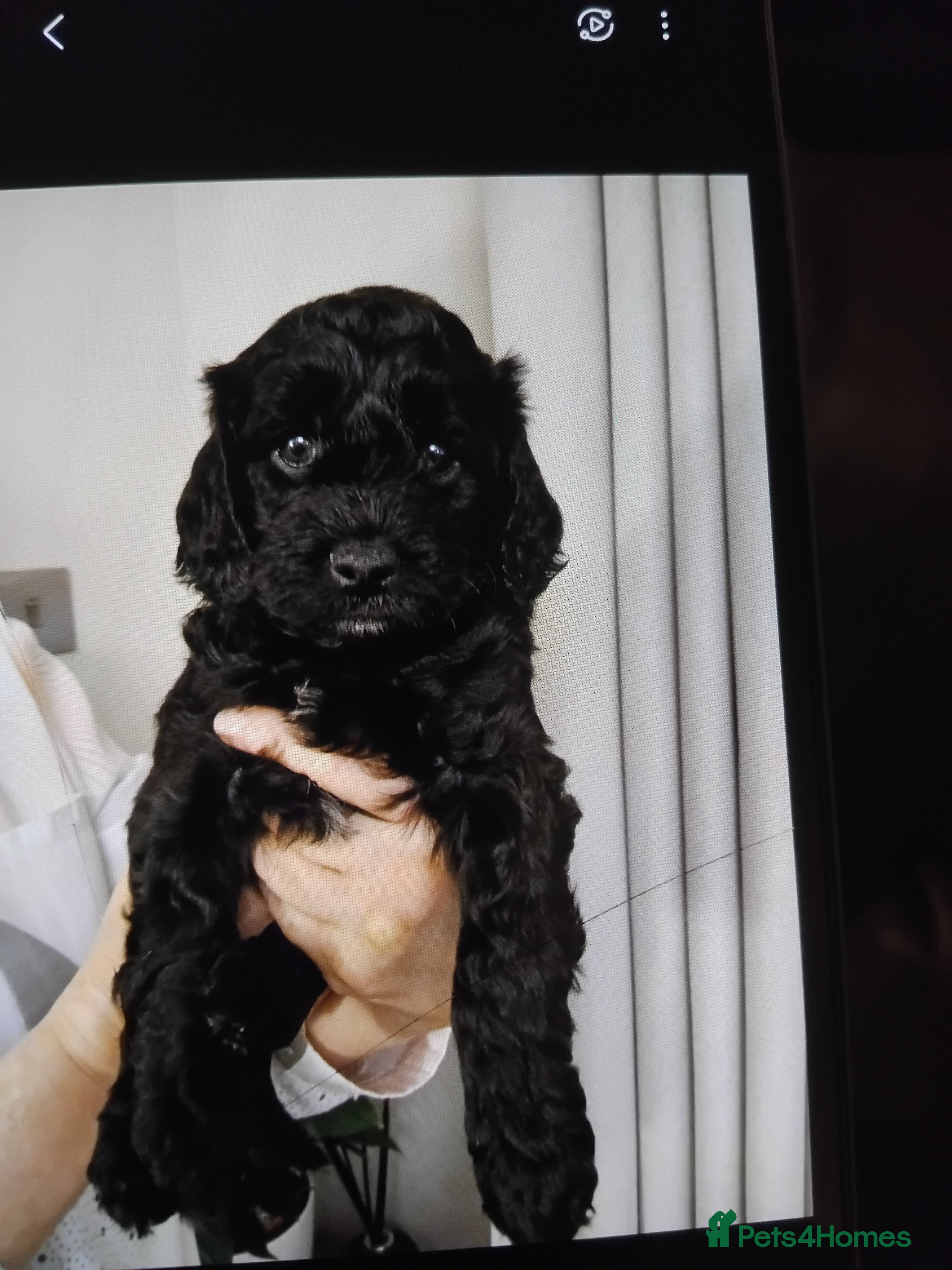 Cockapoo dogs Cockapoo puppies  - Advert 1