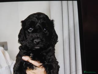 Cockapoo dogs Cockapoo puppies - Advert 1