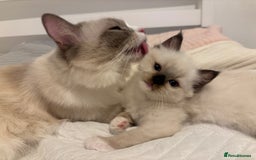 Ragdoll cats for sale: Seal Point Ragdoll looking for forever home - Image 5