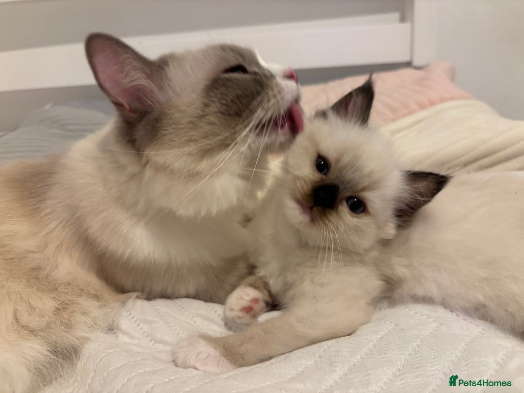 Ragdoll cats for sale: Seal Point Ragdoll looking for forever home - Image 5