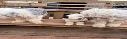 Old English Sheepdog dogs for sale: Kc Registered Old English Sheepdog - Advert 2