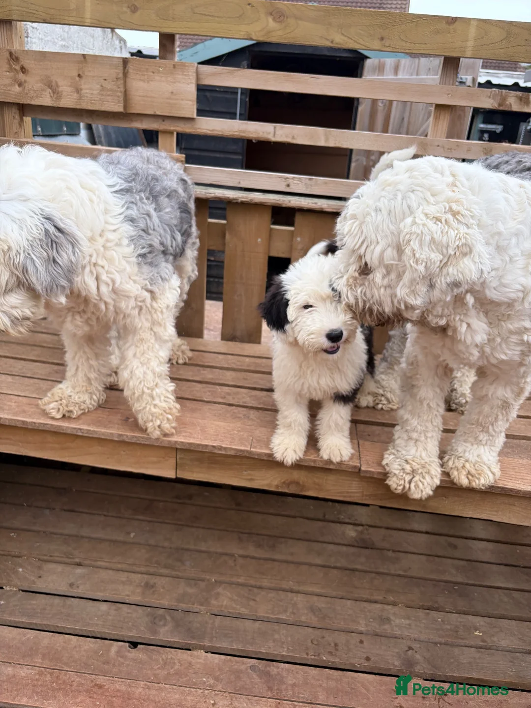 Old English Sheepdog dogs for sale: Kc Registered Old English Sheepdog - Advert 2