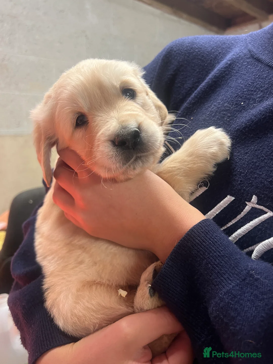 Golden Retriever dogs for sale: 3 boys and 2 girls available  - Advert 2