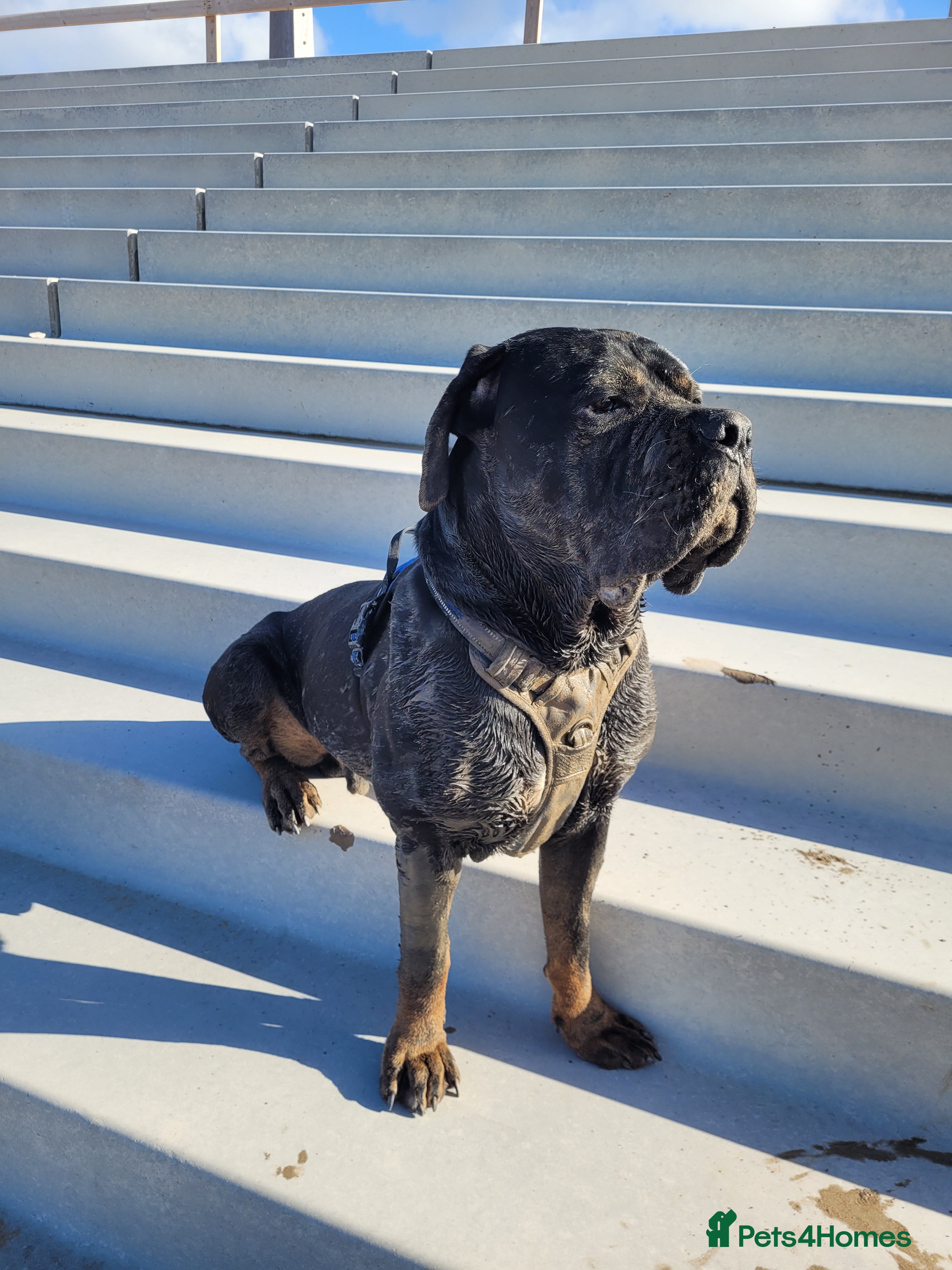 Cane Corso dogs Beats  - Advert 3