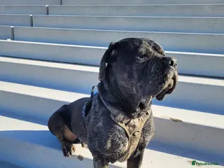 Cane Corso dogs Beats - Advert 3