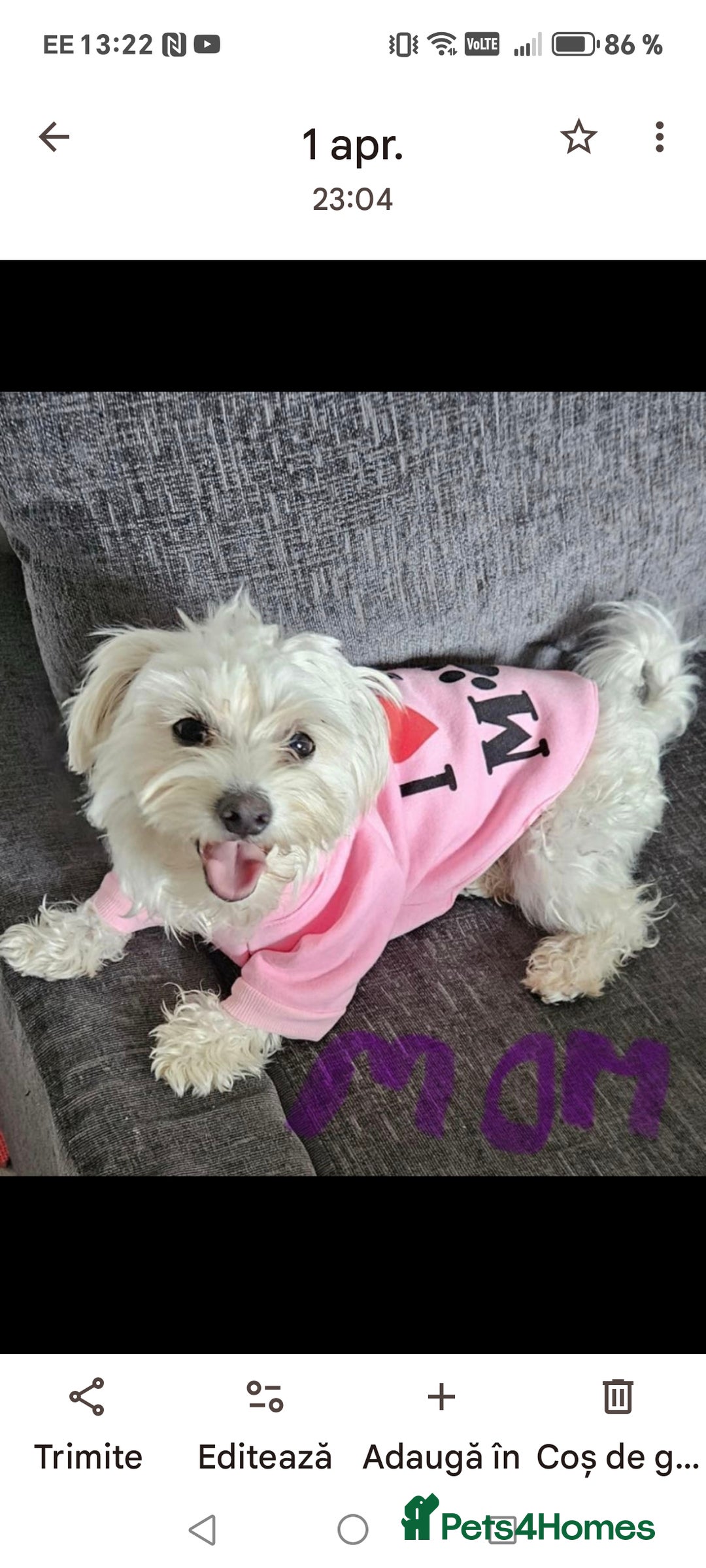 Bichon Frise dogs for sale: Maltese Bichon ready for a new home - Advert 4