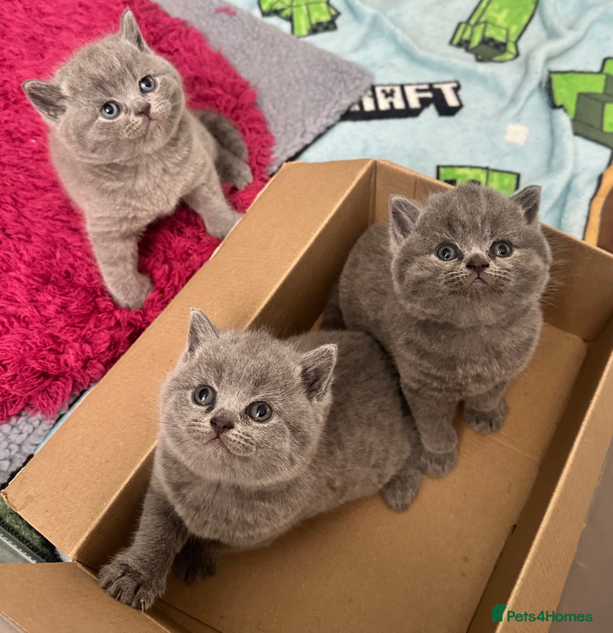 British Shorthair cats Beautiful British Blue Shorthair - Advert 3