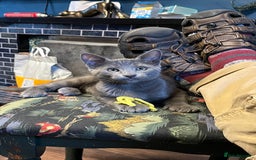 Oriental cats for sale: 5 STUNNING RAGAMESE KITTENS - Image 27