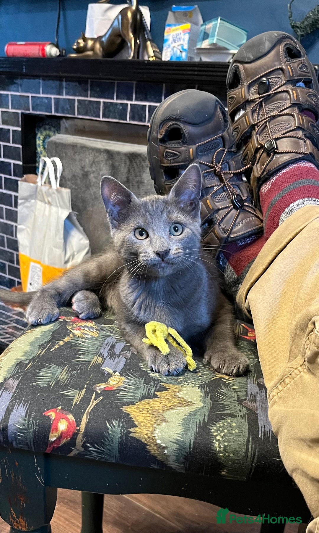 Oriental cats for sale: 5 STUNNING RAGAMESE KITTENS - Image 27