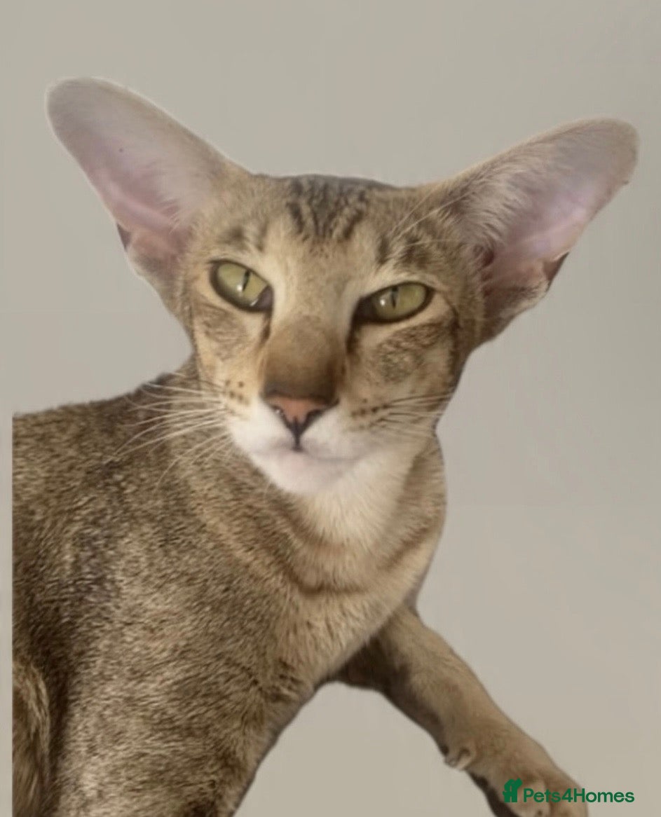 Oriental cats Oriental Brown ticked tabby  - Advert 1