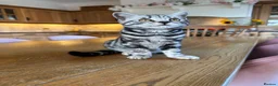 British Shorthair cats for sale: British shorthair Silver tabby  - Advert 3
