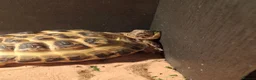 Tortoise reptiles for sale: 3 year old Horsefield Tortoise - Advert 4