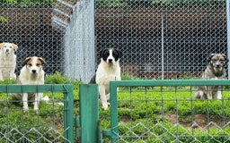Mixed Breed dogs for adoption: LUCA – TWO YEARS WAITING FOR SOMEONE TO CARE 🐾 - Image 12