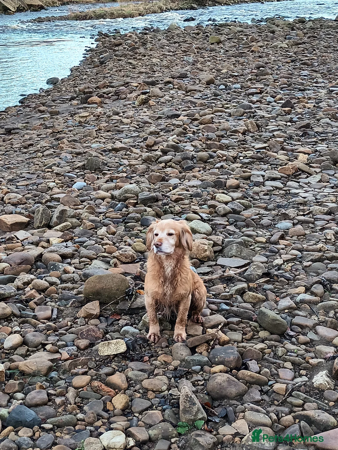 Cocker Spaniel dogs for stud: Working Cocker at Stud in Hexham - Advert 2