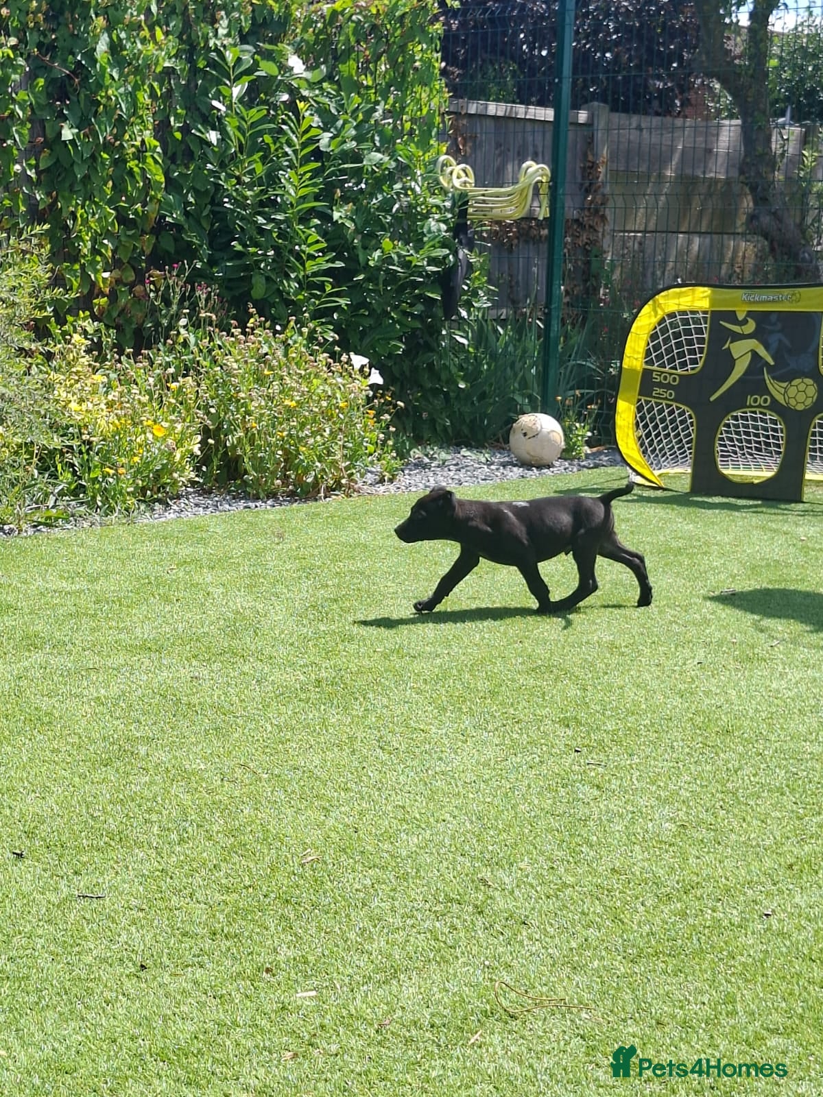 German Shepherd dogs 3 Left 1female 2 male ready now  - Advert 1