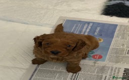 Cockapoo dogs for sale: Cockapoo F1b non moulting health tested puppies  - Image 18