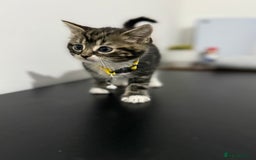 Mixed Breed cats for sale: 5 Beautiful Kittens - Ready for Homes Nov 17 - Image 3