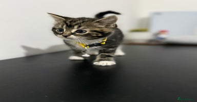 Mixed Breed cats - Advert 11