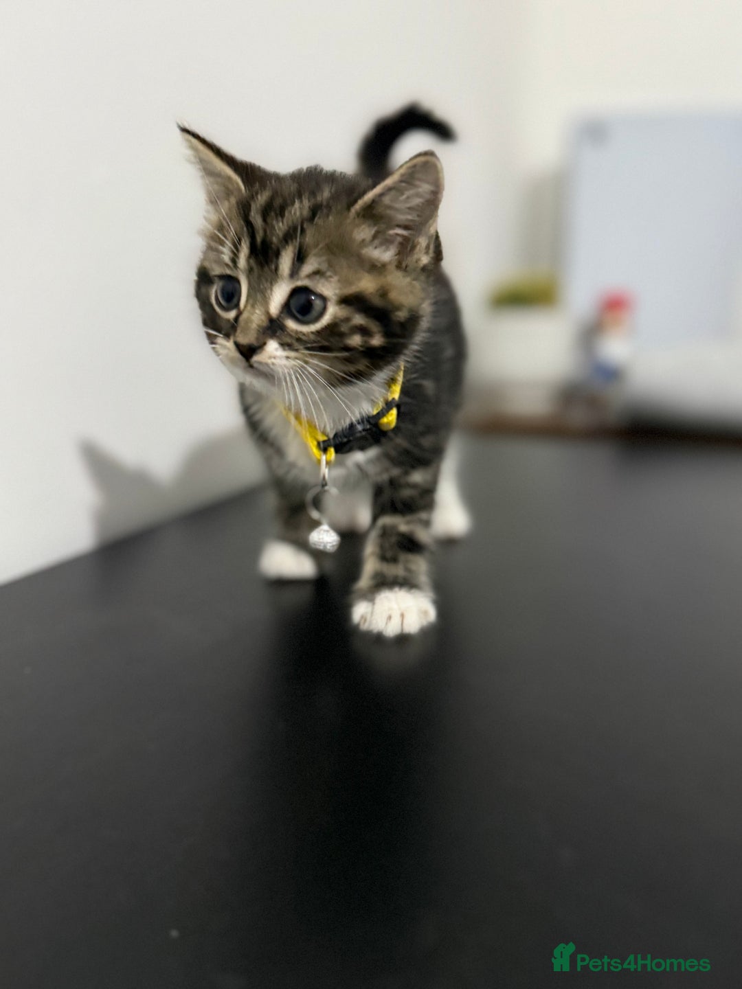 Mixed Breed cats for sale: 5 Beautiful Kittens - Ready for Homes Nov 17 - Image 3