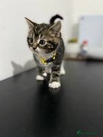 Mixed Breed cats - Advert 15