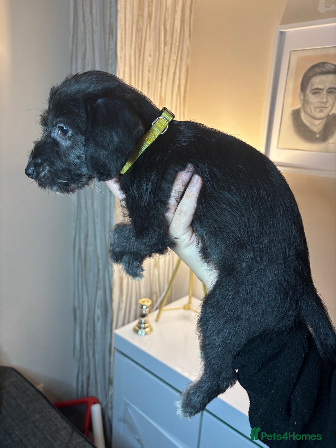 Mixed Breed dogs for sale: 3/4Bedlington 1/4Whippet - Image 20