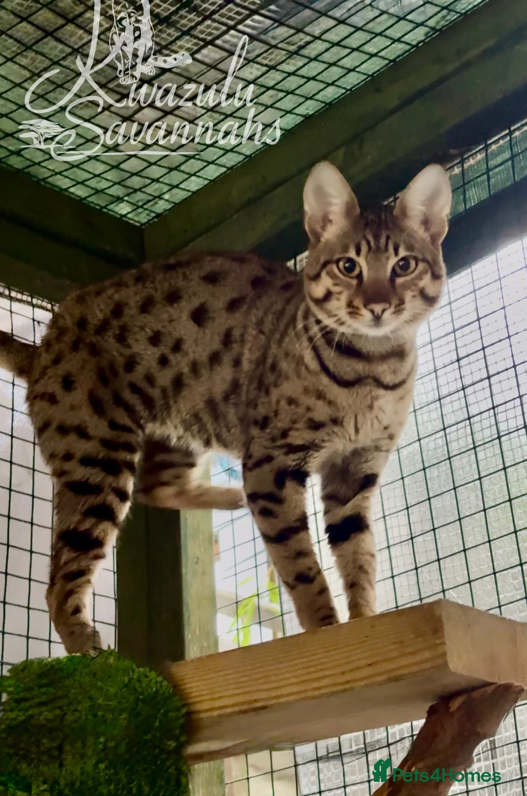 Savannah cats for sale: Excellent Quality Tica Registered Purebred kittens - Advert 2