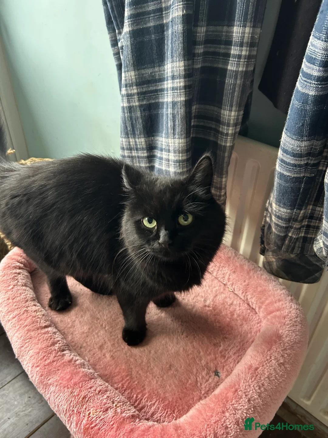 Mixed Breed cats for sale: Three beautiful friendly kittens  - Advert 2