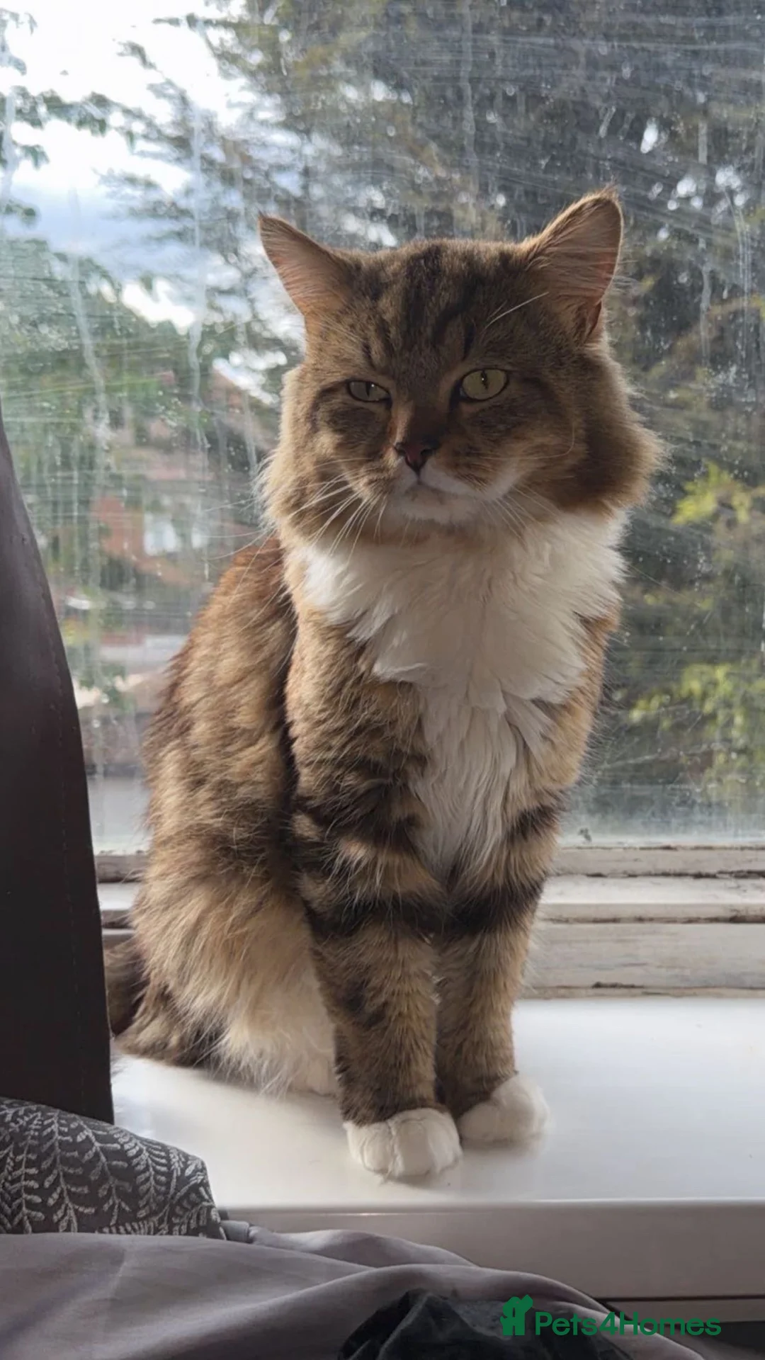 Mixed Breed cats for sale: 5 Beautiful Kittens Looking for Their Forever Home in London - Advert 2