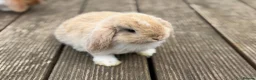 Mini Lop rabbits for sale: Three cute mini lops. - Advert 11