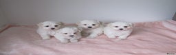 Bichon Frise dogs for sale: Beautiful shih tzu Puppies  male & fe - Advert 6