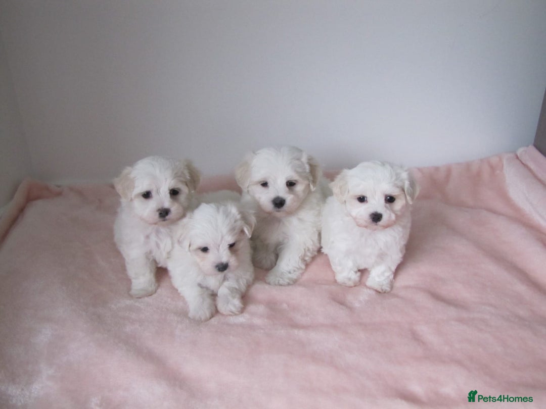 Bichon Frise dogs for sale: Beautiful shih tzu Puppies  male & fe - Advert 6