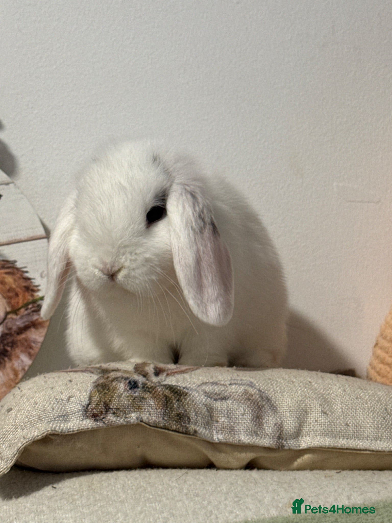 Mini Lop rabbits Gorgeous, friendly baby mini lops *vaccinated* - Advert 1