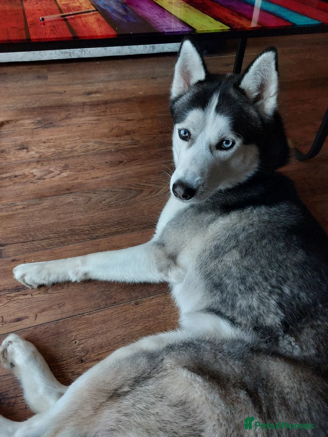 Siberian Husky dogs for stud: BLUE EYED HUSKY FOR STUD in Doncaster - Advert 19
