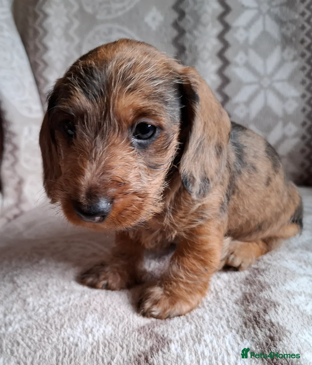 Miniature Dachshund dogs for sale: New Year's Day KC Mini-Wire Dachsunds - Advert 16