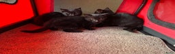 Mixed Breed cats for sale: Adorable black kittens  - Advert 5