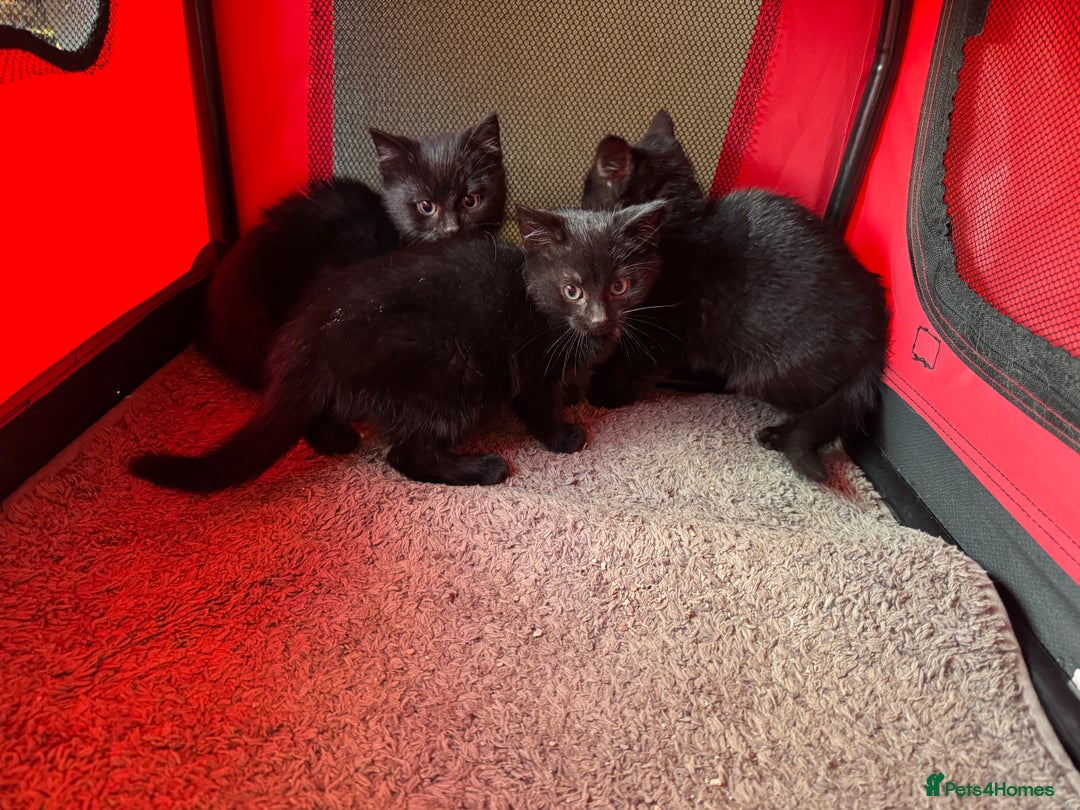 Mixed Breed cats for sale: Adorable black kittens  - Advert 5