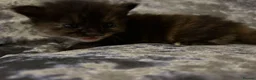 Mixed Breed cats for sale: Beautiful playfull kittens  in Nottingham - Advert 11