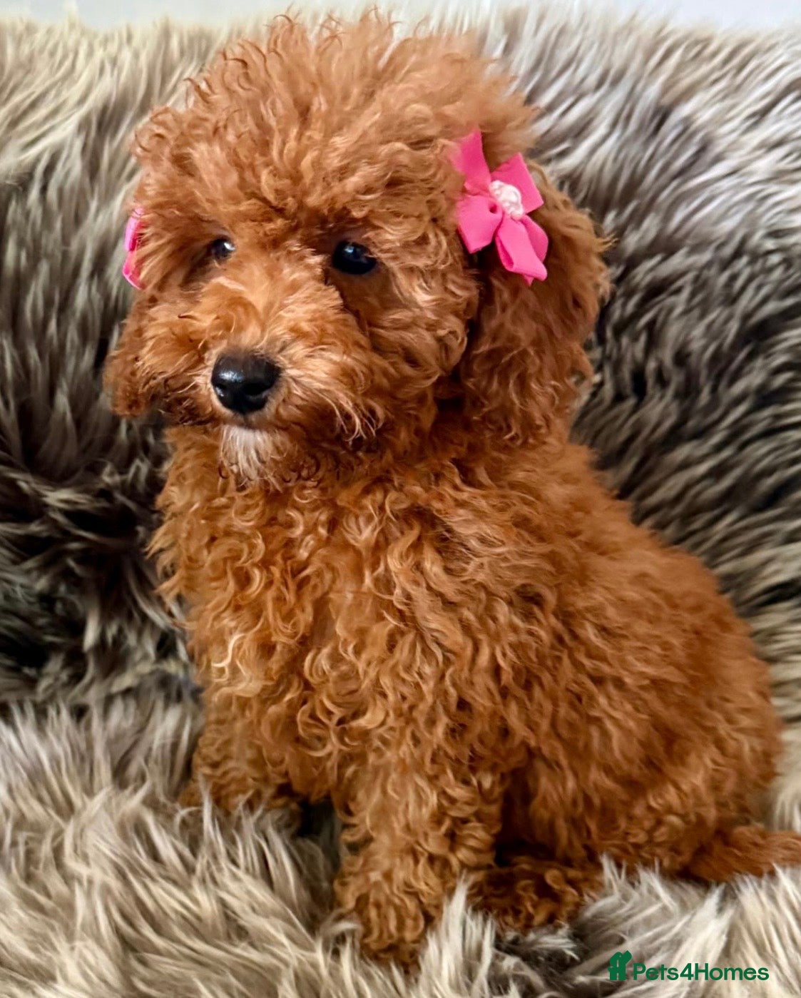 Cavapoo dogs STUNNING F1B CAVAPOO PUPPIES READY TO LEAVE!  - Advert 10