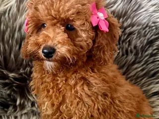 Cavapoo dogs STUNNING F1B CAVAPOO PUPPIES READY TO LEAVE! - Advert 10