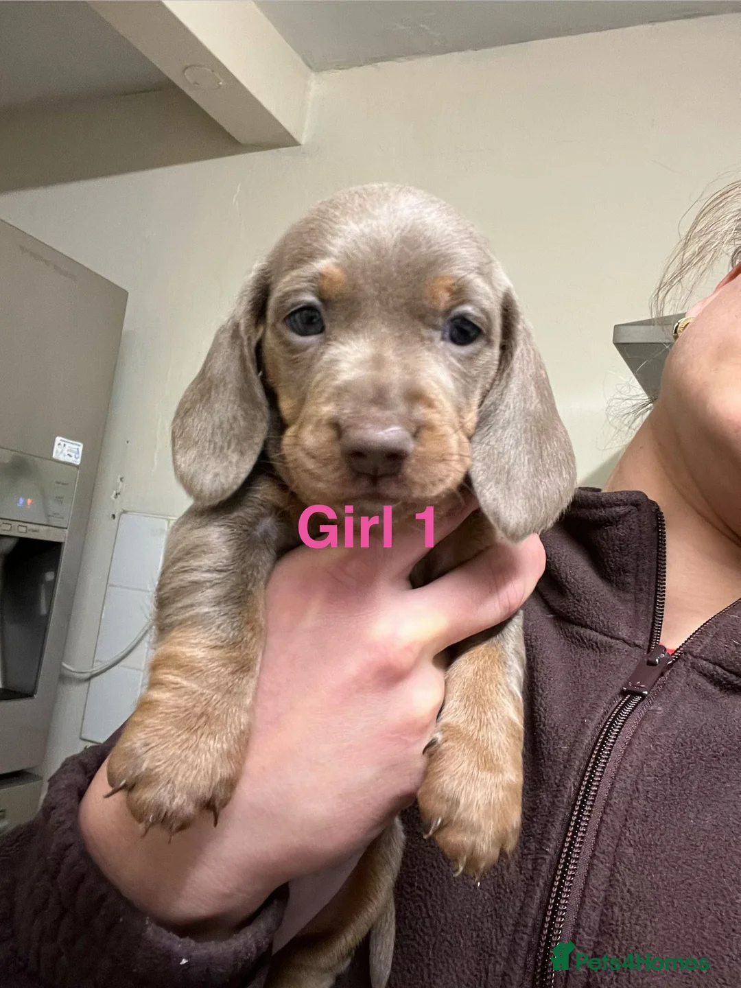 Miniature Dachshund dogs for sale: Only 2 Girls and 1 Boy Left  - Advert 7