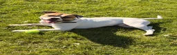 Mixed Breed dogs for sale:  Loving, Active Boy Looking for a New Home  in Reading - Advert 10